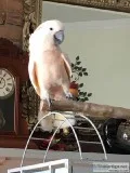 Beautiful male Moluccan Cockatoo