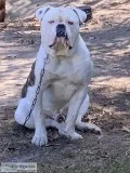 johnson type american bulldog