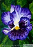 Folsom Studio 18 Purple Pansy  WINE DOWN WEDNESDAY  10 Off  Ages