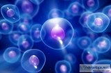 Sports Injuries and Stem Cell Therapy