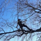 Best Tree Services in Winchester