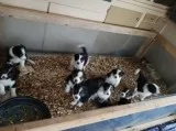 Purebred border collies