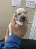CKC Registered Labradoodle Puppies