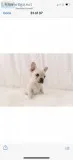 Akc French Bulldog Puppies