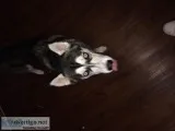 100% Full Breed Siberian Husky