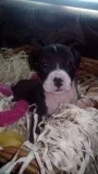Bully pups
