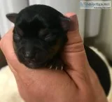 AKC YORKIE BABIES