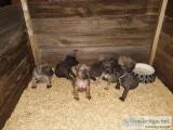ICCF reg. Cane Corso Puppies