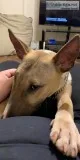 English bull terrier