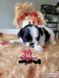 Shih tzu puppies