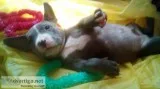 American Bully