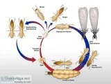 TERMITE CONTROL TREATMENT IN NOIDA