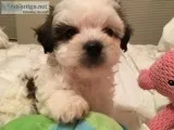 Beautiful 6 week old Hava Apso