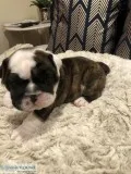 Purebred English Bulldogs for Sale