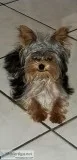 Yorkshire Terrier (Yorkie) Blk and Tan