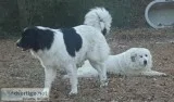 Karakachan - young huge dogs