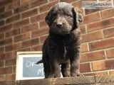Labradoodle Puppies