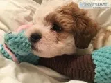 Hava Apso for sale