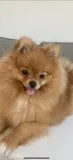 Amazing Pomeranian puppies