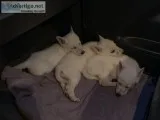 German Shepherd puppies