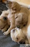 CKC Registered Labradoodle Puppies