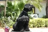 Beautiful Giant Schnauzer with Protection and Obedience for sale
