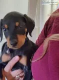 Doberman Puppies