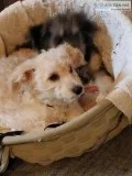 Mini doodle Aussiedoodle - poodle and Australian Shepherd