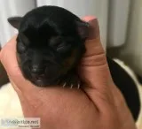 AKC YORKIE BABIES