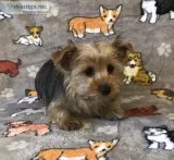 Male Yorkie Puppy