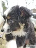 female toy aussie