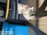 American bully with terrier