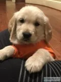 AKC Golden Retriever Male