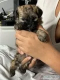 Maltipoo Male puppy