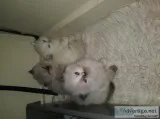 Himalayan kitten