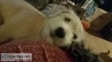 Mini Schnauzer puppy