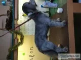 Grooming dog s