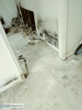 Mold Clean Up