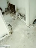 Mold Clean Up