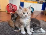 Maine c--n kittens purebred, 10 weeks 