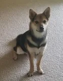 1 yr old Shiba