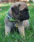Litter of pug puppies ready