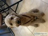 LOST GOLDENDOODLE