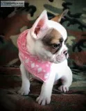 Beautiful and sassy French bulldog female