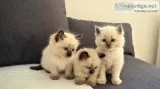White ragdoll kittens