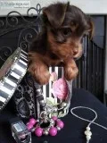 Mini Biewer Yorkies