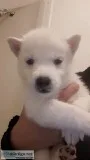 Siberian husky puppy
