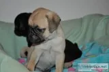 Flat faced pug puppy s
