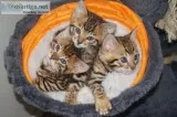 Superb Top Pedigree Bengal Kittens for rehoming ready to go