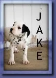 Jake Male Dalmatian